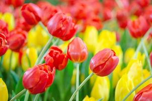 flores frescas de tulipa vermelha foto