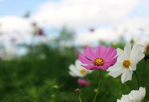 flores do cosmos lá fora foto