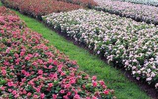 flores de pervinca madagascar foto