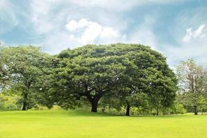 árvores verdes e gramado foto