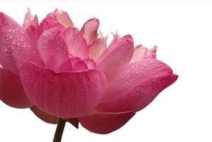 close-up de flor rosa em branco foto