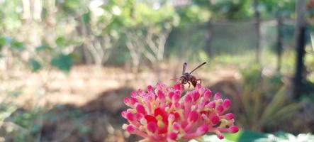 planta ornamental jatropha podagrica com folhas verdes, fechar foto