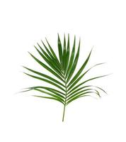 folhagem de palmeira verde foto