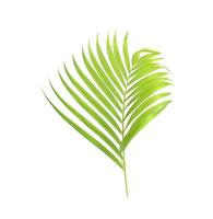 folha de palmeira verde brilhante isolada foto