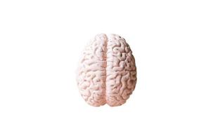 modelo anatômico humano do cérebro foto