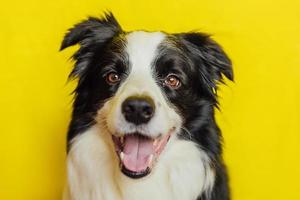 lindo cachorrinho border collie com cara engraçada isolada em fundo amarelo. cão de estimação bonito. conceito de vida animal de estimação. foto