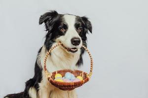 conceito de feliz páscoa. preparação para férias. lindo cachorrinho border collie segurando cesta com ovos coloridos de páscoa na boca isolada no fundo branco. cartão de primavera. foto