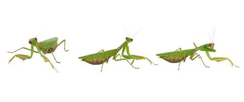 três mantis verde sobre um fundo branco, inseto em poses diferentes foto