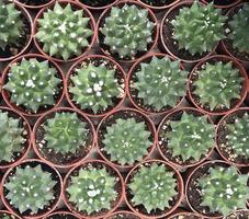 cactos na vista de cima dos plantadores foto