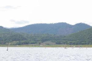 árvores mortas em um reservatório foto