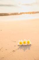 flor na areia na praia foto