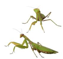 conjunto de insetos louva-a-deus verdes em poses diferentes em um fundo branco foto