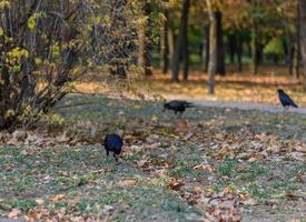 corvos negros na floresta de outono da cidade foto