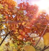 folhas amarelas de cotinus coggygria foto