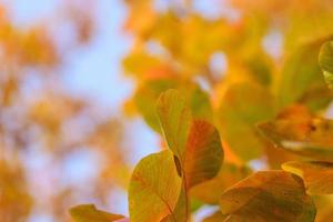 folhas laranja e amarelas de cotinus coggygria foto