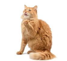gato vermelho fofo adulto sentado e levantou as patas dianteiras foto