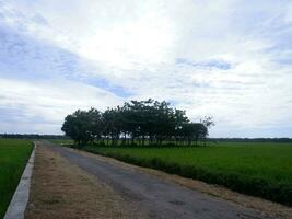 bela paisagem crescente campo de arroz em casca dois lados com longa estrada e montanha, vista de fundo do céu azul e árvores frondosas foto