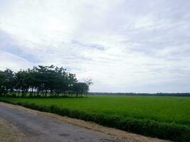 bela paisagem crescente campo de arroz em casca dois lados com longa estrada e montanha, vista de fundo do céu azul e árvores frondosas foto