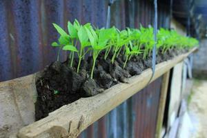 esta é uma foto de uma semente de planta que acabou de completar um mês.