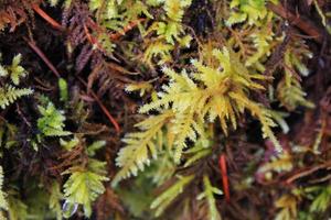 close-up de ervas daninhas em uma floresta tropical fria foto