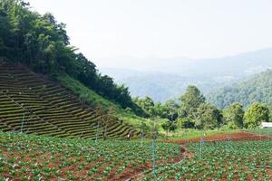 área agrícola nas montanhas foto