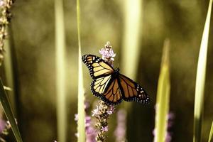 uma borboleta monarca empoleirada em um jardim de Ontário. foto