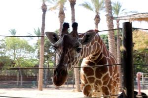 uma girafa vive em um zoológico em israel. foto