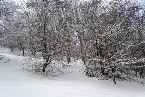 árvores em um parque na neve no inverno foto