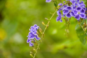 petrea volubilis flor azul florescendo no jardim e leve desfoque suave foto