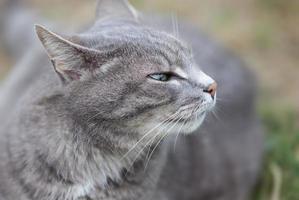 gatinho cinza brincando ao ar livre foto