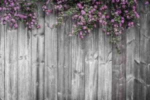 linda flor floral violeta em cima do muro