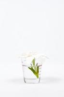 flor em um copo no fundo branco foto