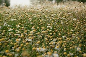 feche a foto do conceito de prado de flores de camomila