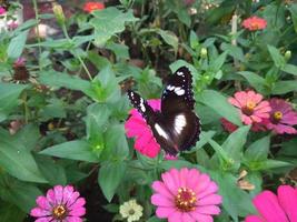 tirei uma foto de uma borboleta empoleirada em uma flor em um jardim florido. o padrão de borboleta parece muito bonito