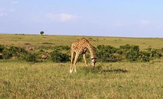 linda girafa na natureza selvagem da áfrica. foto