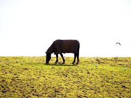 cavalo pastando em uma colina foto