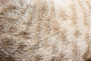 close-up de pelo de gato para textura ou plano de fundo foto