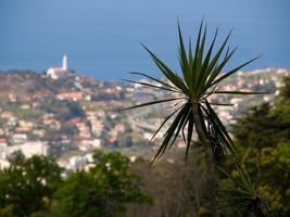 ilha da madeira em portugal foto