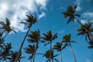 palmeiras com céu azul nublado foto