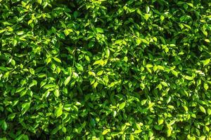 parede de arbustos verdes para textura ou fundo foto