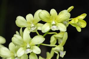 linda flor de orquídea florescendo na estação chuvosa. orquídea dendrobium foto