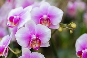 linda flor de orquídea florescendo na estação chuvosa. orquídea phalaenopsis. foto