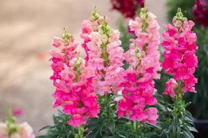 flor colorida de snapdragon, antirrhinum majus foto