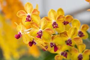 linda flor de orquídea florescendo na estação chuvosa. orquídea dendrobium foto