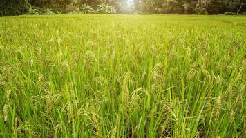 campo de arroz de jasmim, close-up sementes de arroz amarelo maduro e folhas verdes foto