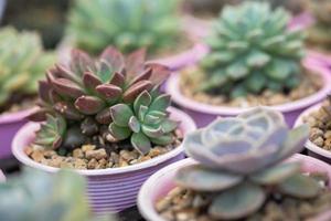 close-up de plantas suculentas cactos foto