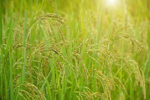 campo de arroz de jasmim, close-up sementes de arroz amarelo maduro e folhas verdes foto