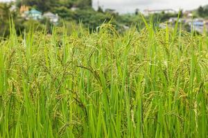 campo de arroz de jasmim, close-up sementes de arroz amarelo maduro e folhas verdes foto