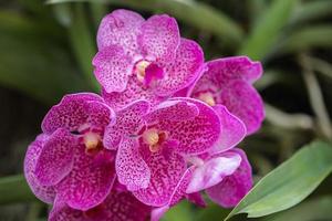 linda flor de orquídea florescendo na estação chuvosa. orquídea vanda foto