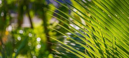 luz do sol sobre folhas de palmeira verde com fundo de sonho desfocado, ambiente de natureza pacífica, selva e vibrações tropicais. closeup de jardim zen relaxante, padrão de planta floral exótica foto